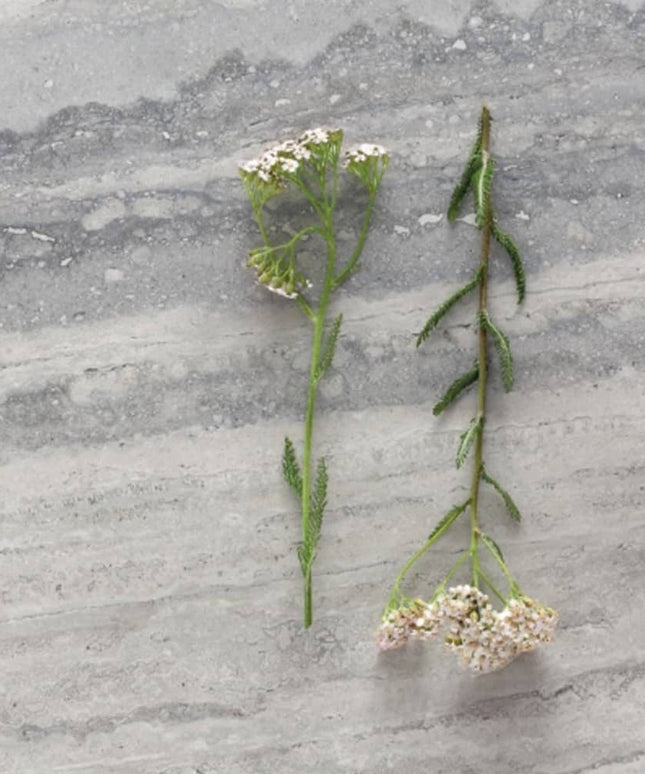 Surface Art Como Artistic Travertine Porcelain Tile Floor Nebulo Vein Made in Italy